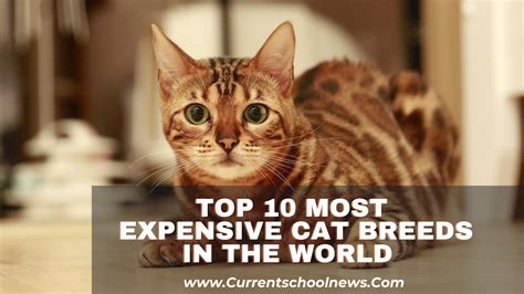 Top 10 Duurste Kattenrassen Ter Wereld.